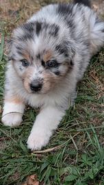 Cucciola Blue Merle di Pastore Australiano
