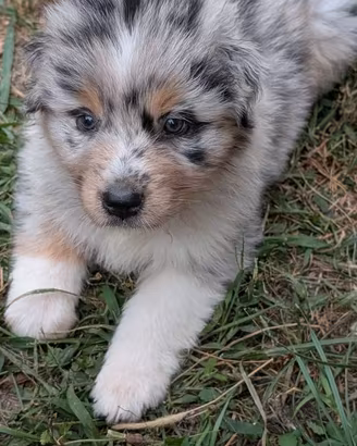 Cucciola Blue Merle di Pastore Australiano