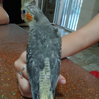 Calopsite allevata a mano