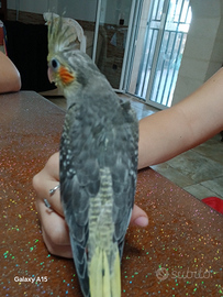 Calopsite allevata a mano