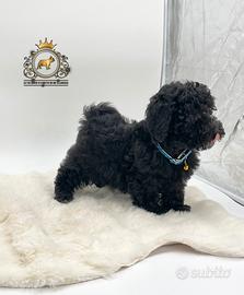 Stupendo maschietto Barboncini Black