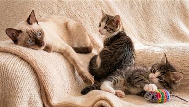 Cuccioli gattini mix siamese