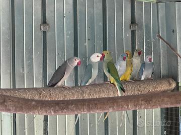 Parrocchetto dal collare Cleartail FEMMINA