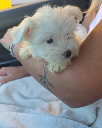 Maltese
