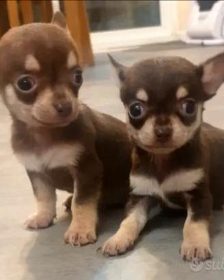 Cuccioli di Chihuahua mini Toy