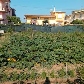 TERRENO AGRICOLO 1.000MT - Rif. FL286