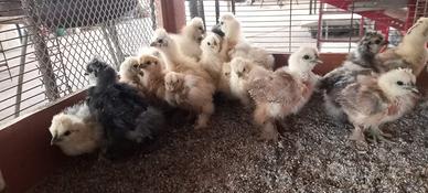 Galline Moroseta