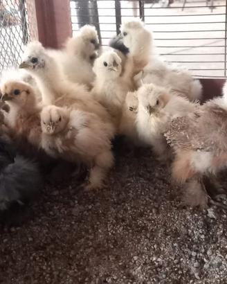 Galline Moroseta