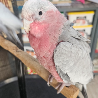 Baby Cacatua Rosa Roseicapilla