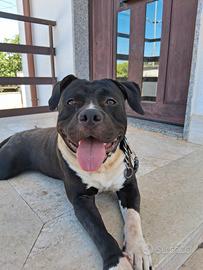 Amstaff