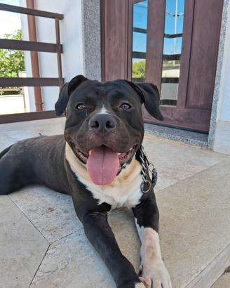 Amstaff
