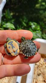 Pseudemys rubiventris tartaruga acquatica