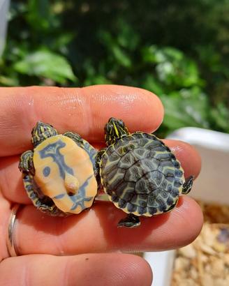 Pseudemys rubiventris tartaruga acquatica
