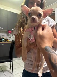 Cucciola di chiwuawua