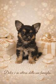 Cihuahua cucciolo Dolcetto