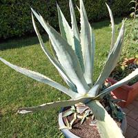 Due Agave da 15 anni