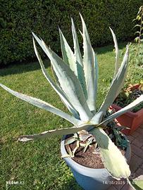 Due Agave da 15 anni