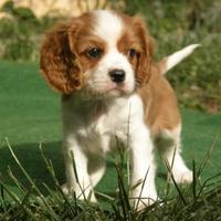 Cuccioli di Cavalier King color Blenheim