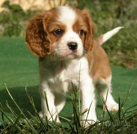 Cuccioli di Cavalier King color Blenheim