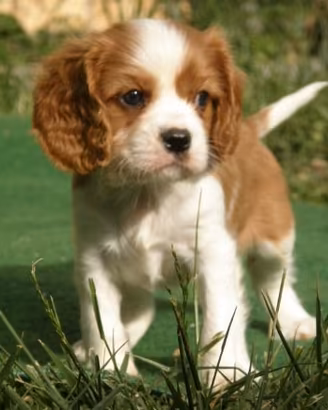 Cuccioli di Cavalier King color Blenheim