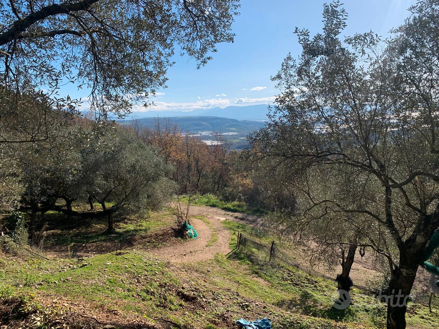 Uliveto panoramico con vista mare - 10.085 mq - Vista 4