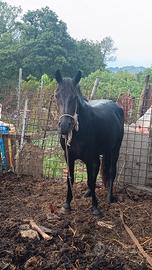 poni femmina