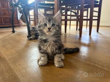 Cucciolo Maine Coon