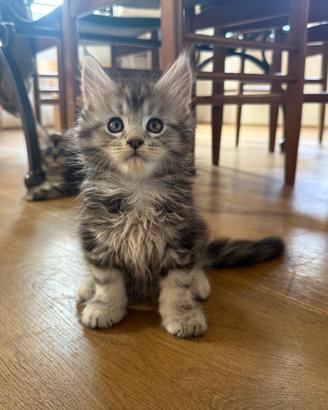 Cucciolo Maine Coon