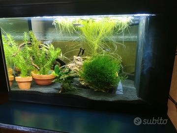 Acquario completo di tutto 