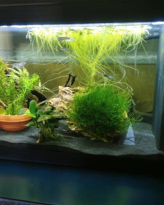 Acquario completo di tutto 