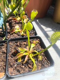 Piante  Carnivore 