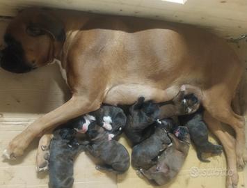 Cuccioli boxer