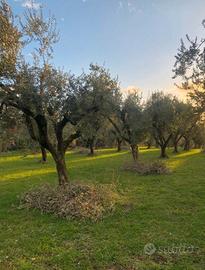 Terreno uliveto Zagarolo Roma