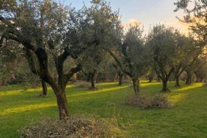 Terreno uliveto Zagarolo Roma