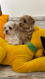 Maltipoo mini toy
