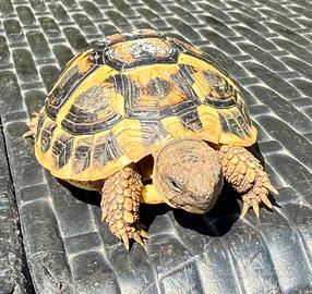 Tartarughe Testudo Hermanni cites fonte C