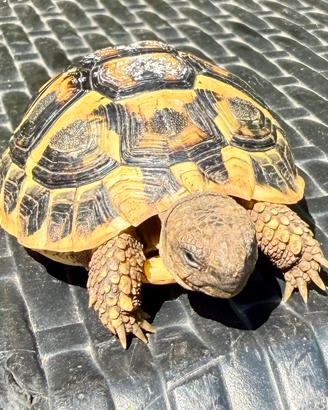 Tartarughe Testudo Hermanni cites fonte C