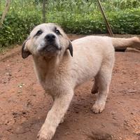 Turbo, cucciolo di 3 mesi, in adozione