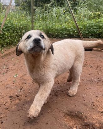 Turbo, cucciolo di 3 mesi, in adozione