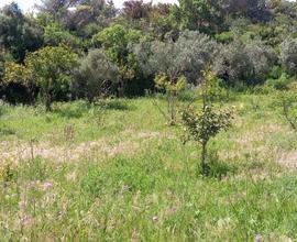 Terreno messina nord