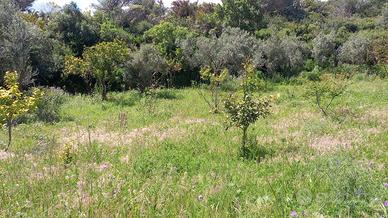 Terreno messina nord