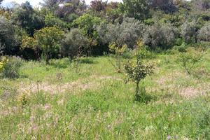 Terreno messina nord