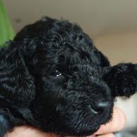 Cuccioli di barboncino nano