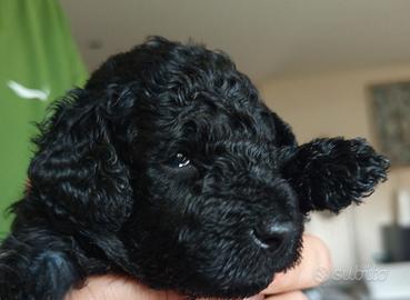 Cuccioli di barboncino nano