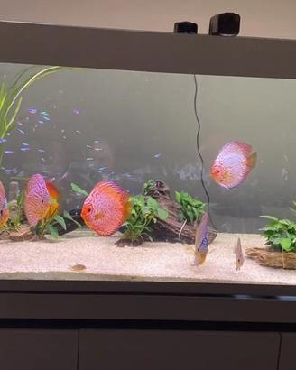 Acquario Eheim 530