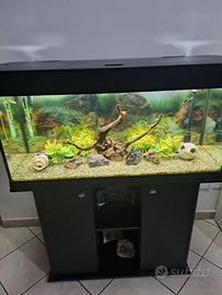 Acquario