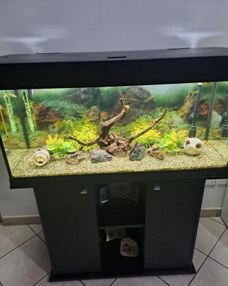 Acquario