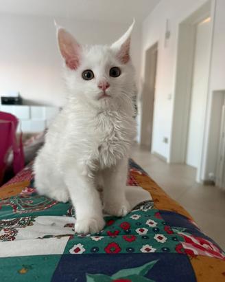 Maine coon