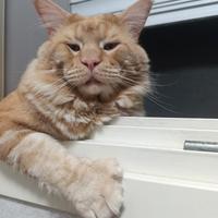 Maine coon XXL senza pedigree di 2 anni per monta