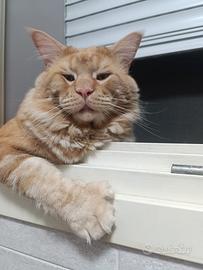 Maine coon XXL senza pedigree di 2 anni per monta